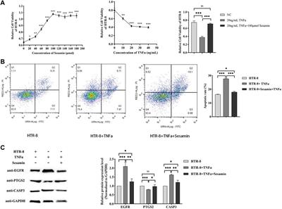 Mechanisms underlying the therapeutic effects of Semen cuscutae in treating recurrent spontaneous abortion based on network pharmacology and molecular docking